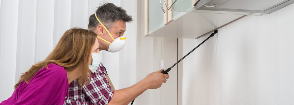 Dératisation et extermination des rats et souris